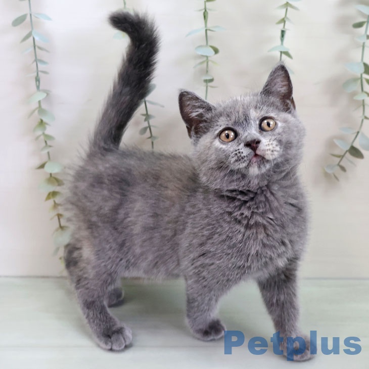 宮崎県のブリティッシュショートヘアー (ペットプラス 宮崎店/2025年11月29日生まれ/女の子/ブルークリーム)の子猫の2枚目の画像
