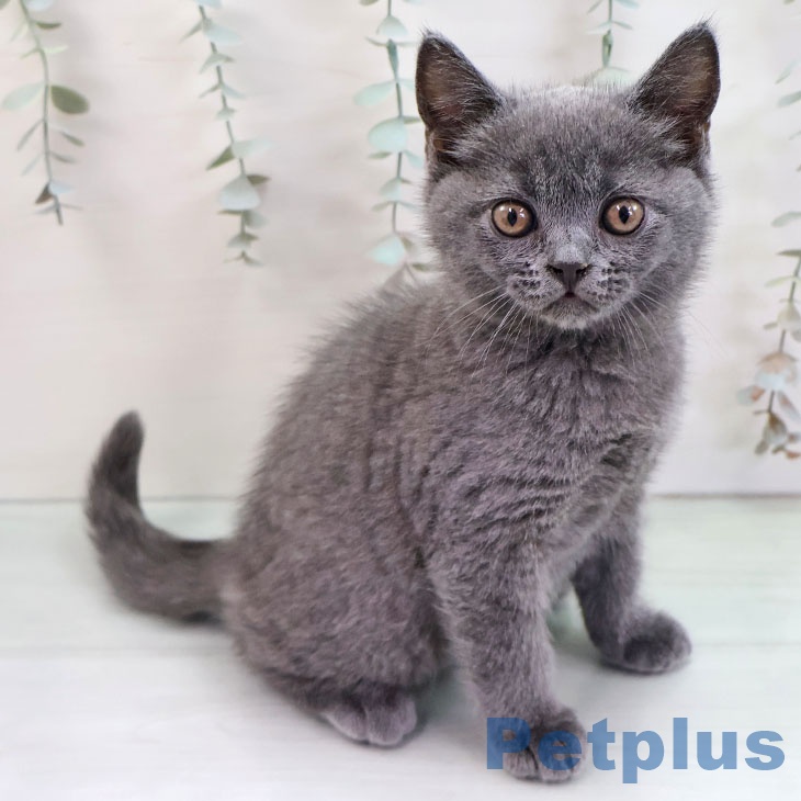 沖縄県のブリティッシュショートヘアー (ペットプラス 沖縄ライカム店/2025年11月29日生まれ/男の子/ブルー)の子猫の1枚目の画像