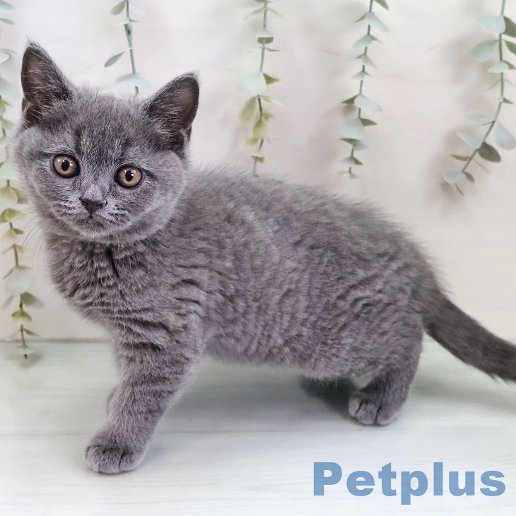 福岡県のブリティッシュショートヘアー (ペットプラス 福岡伊都店/2025年11月29日生まれ/男の子/ブルー)の子猫の1枚目の画像