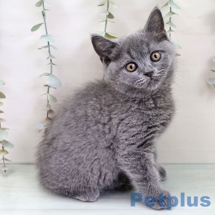 福岡県のブリティッシュショートヘアー (ペットプラス 福岡伊都店/2025年11月29日生まれ/男の子/ブルー)の子猫の2枚目の画像