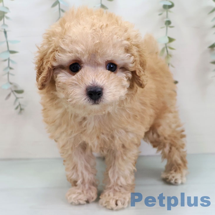 埼玉県のトイプードル(トイ) (ペットプラス ららぽーと富士見店/2025年11月30日生まれ/男の子/クリーム)の子犬