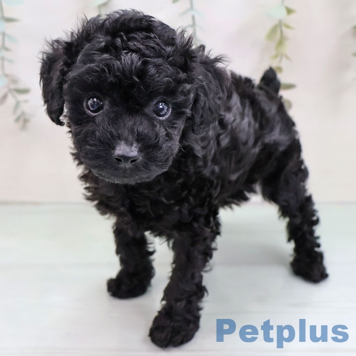 トイ・プードルの写真2