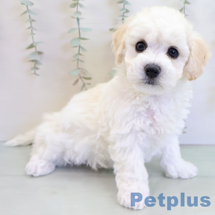 鹿児島県のビションフリーゼ (ペットプラス 姶良店/2025年12月3日生まれ/男の子/ホワイト)の子犬の2枚目の画像