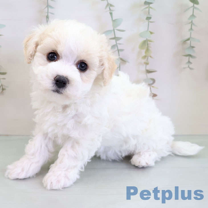 福岡県のビションフリーゼ (ペットプラス 小倉南店/2025年12月3日生まれ/女の子/ホワイト)の子犬の2枚目の画像