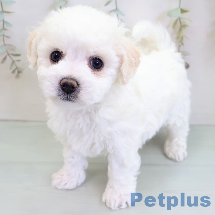 ビション・フリーゼ