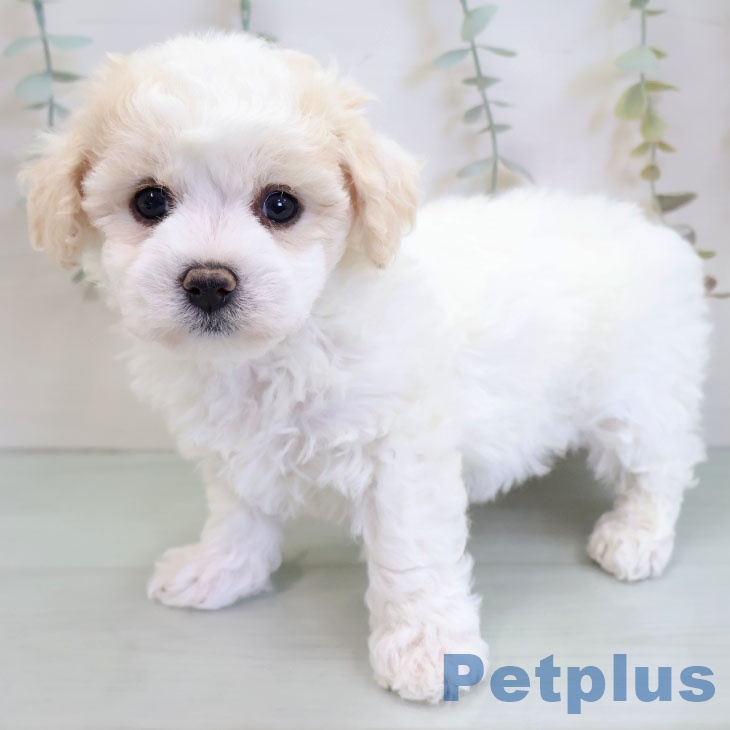 ビション・フリーゼ