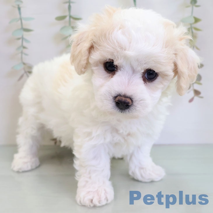 ビション・フリーゼの写真2