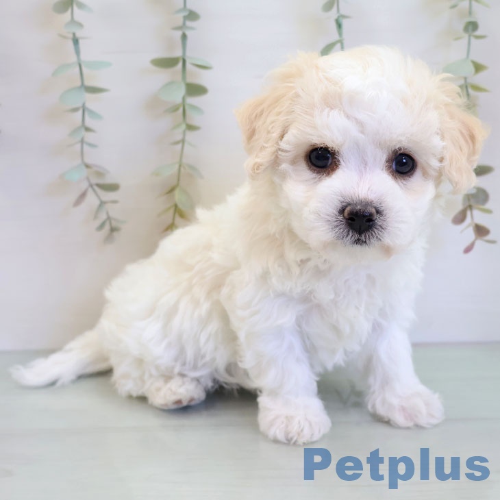 沖縄県のビションフリーゼ (ペットプラス 南風原店/2025年12月3日生まれ/女の子/ホワイト)の子犬の2枚目の画像