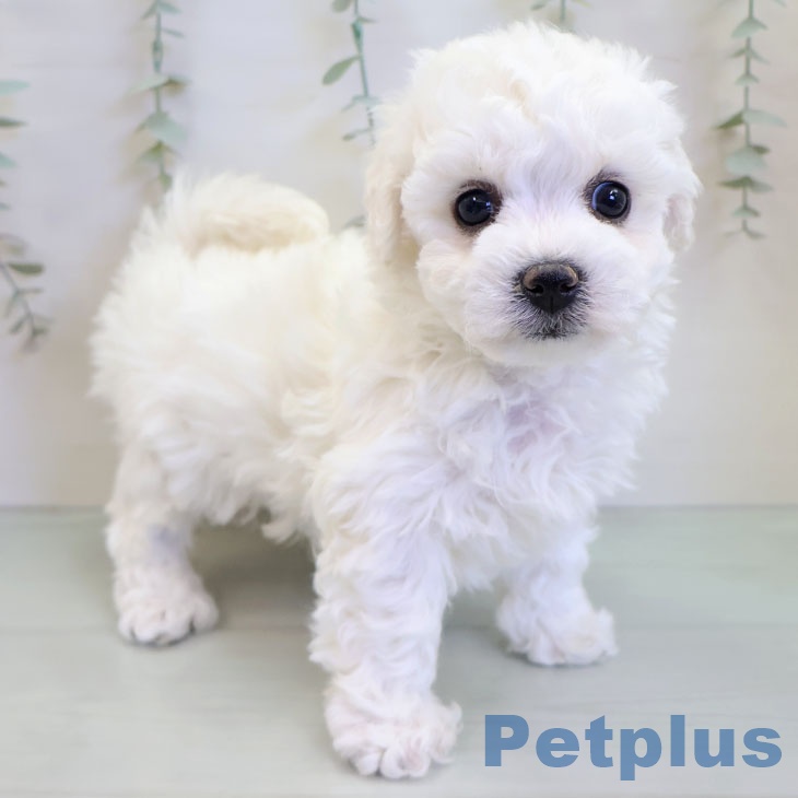 ビション・フリーゼ