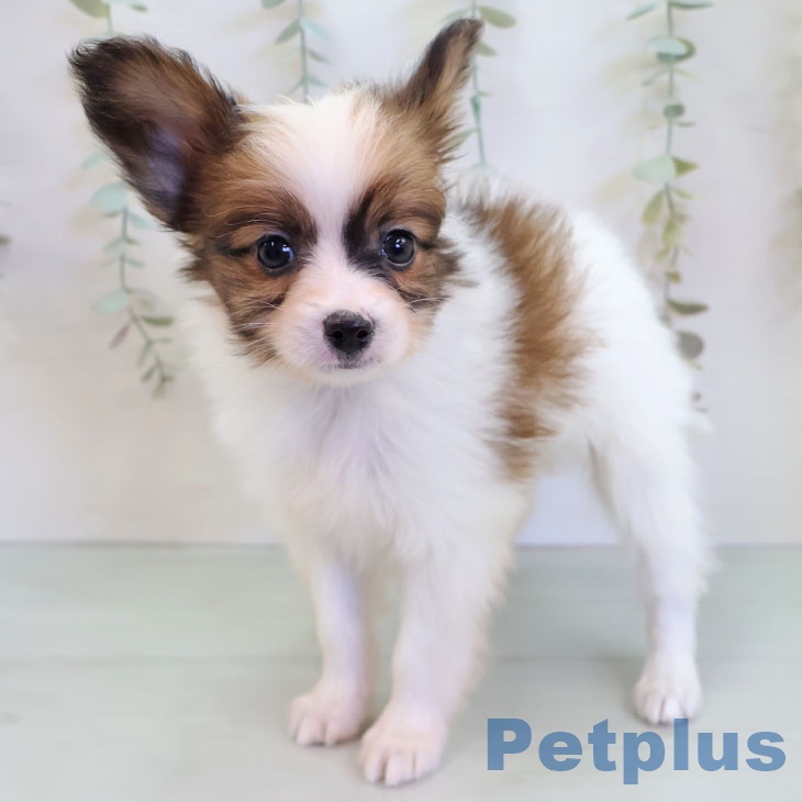 福岡県のパピヨン (ペットプラス 八幡東店/2025年12月2日生まれ/男の子/ホワイトブラウン)の子犬の2枚目の画像