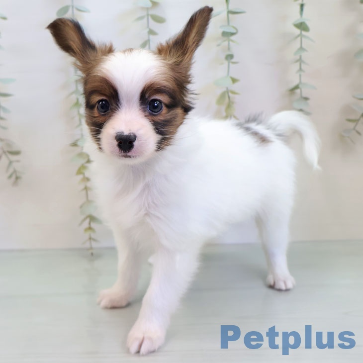 熊本県のパピヨン (ペットプラス 熊本店/2025年12月2日生まれ/男の子/ホワイトブラウン)の子犬の2枚目の画像