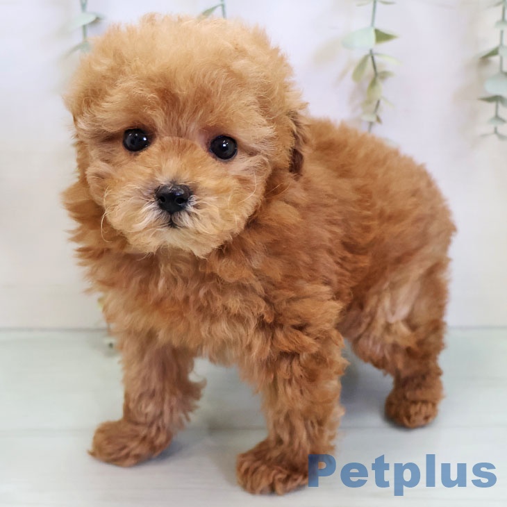 福岡県のトイプードル(トイ) (ペットプラス 八幡東店/2025年11月23日生まれ/女の子/レッド)の子犬の1枚目の画像