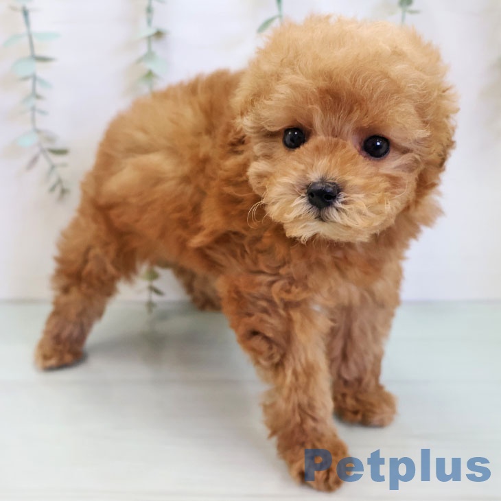 福岡県のトイプードル(トイ) (ペットプラス 八幡東店/2025年11月23日生まれ/女の子/レッド)の子犬の2枚目の画像