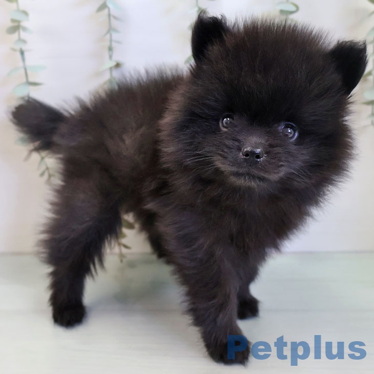 福岡県のポメラニアン (ペットプラス 八幡東店/2025年12月2日生まれ/女の子/ブラック)の子犬の2枚目の画像