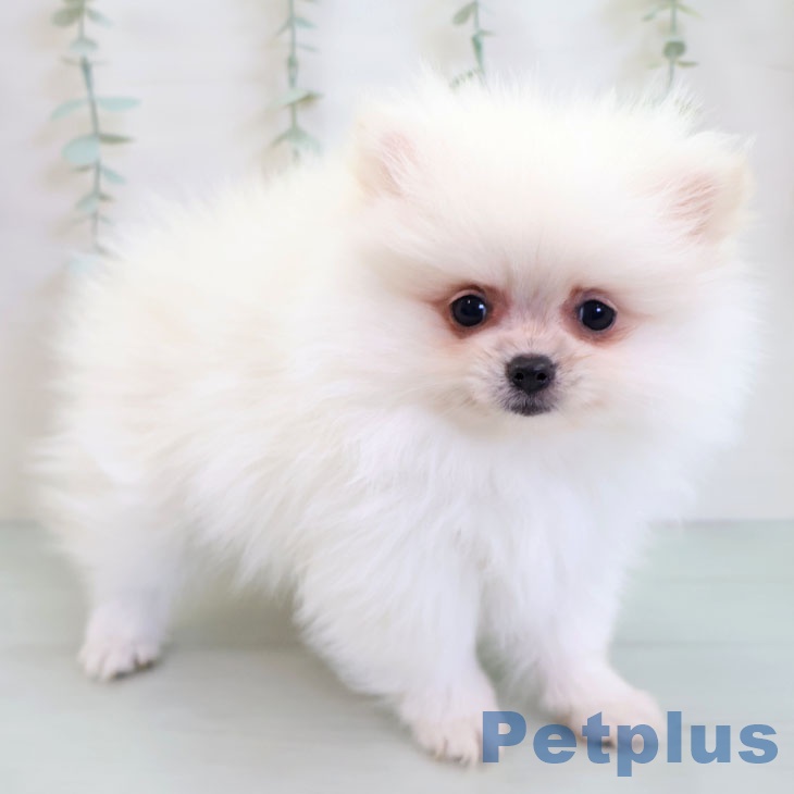 鹿児島県のポメラニアン (ペットプラス 姶良店/2025年12月2日生まれ/女の子/ホワイト)の子犬の2枚目の画像