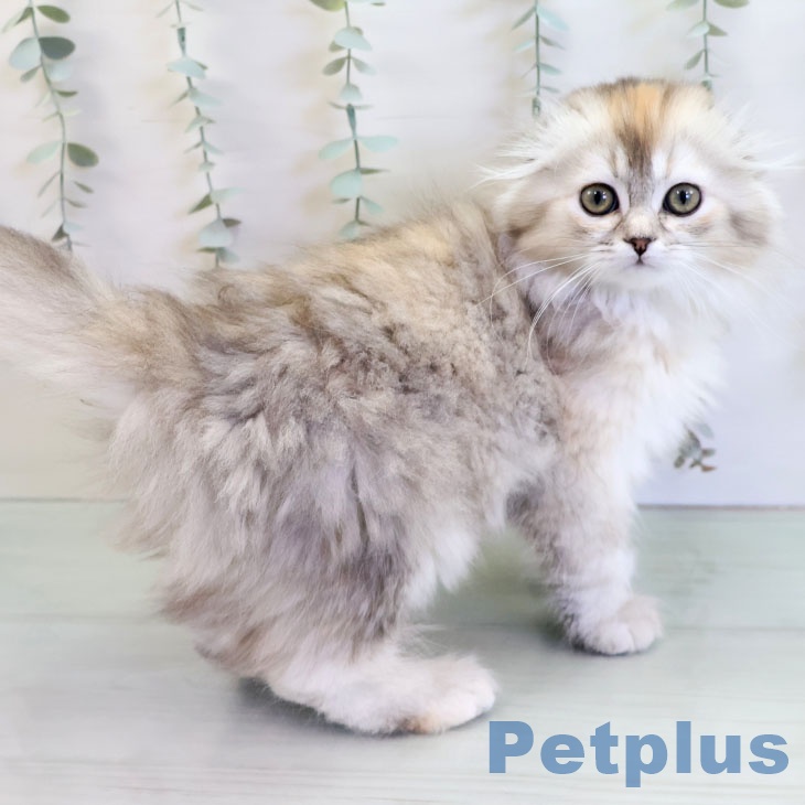 福岡県のスコティッシュフォールド (ペットプラス 八幡東店/2025年11月15日生まれ/女の子/ブラックトーティシェーデッド)の子猫の1枚目の画像