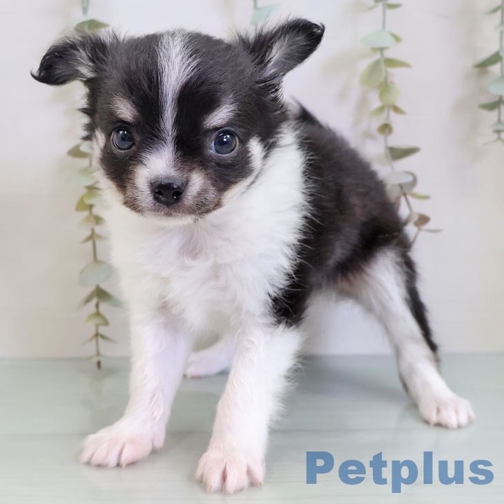 山形県のチワワ(ロング) (ペットプラス 天童店/2025年12月3日生まれ/男の子/ブラックタンホワイト)の子犬の1枚目の画像