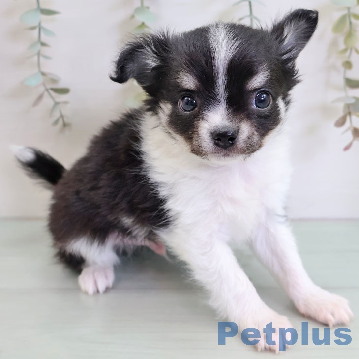 山形県のチワワ(ロング) (ペットプラス 天童店/2025年12月3日生まれ/男の子/ブラックタンホワイト)の子犬の2枚目の画像