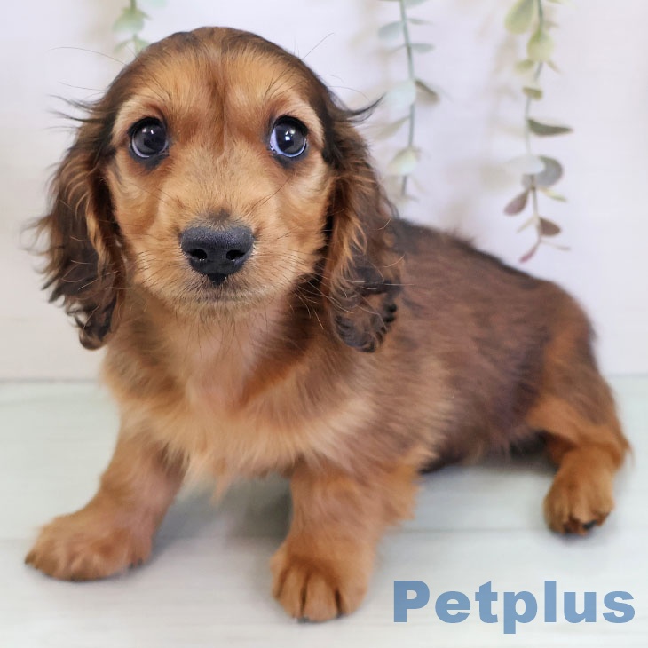 ミニチュア・ダックスフンド