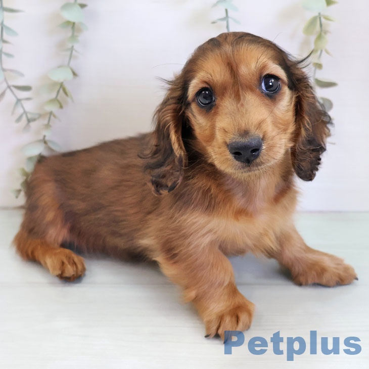 ミニチュア・ダックスフンドの写真2