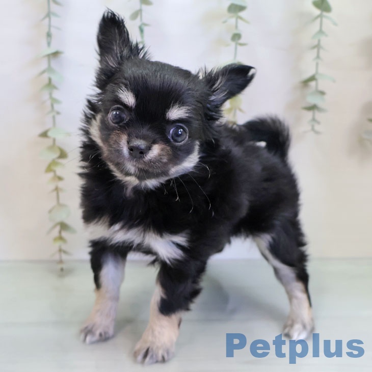 沖縄県のチワワ(ロング) (ペットプラス 沖縄ライカム店/2025年12月4日生まれ/女の子/ブラックタンホワイト)の子犬の2枚目の画像