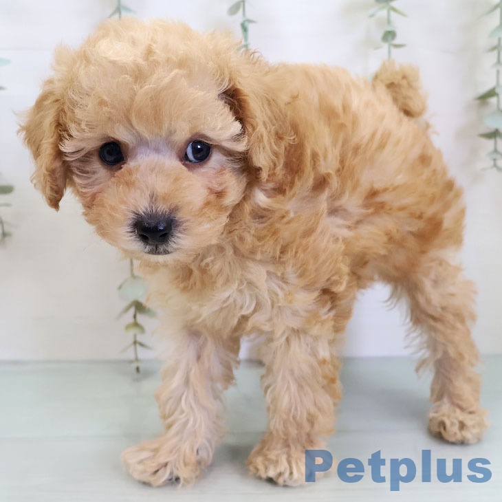 熊本県のトイプードル(トイ) (ペットプラス 熊本店/2025年12月4日生まれ/男の子/アプリコット)の子犬の2枚目の画像