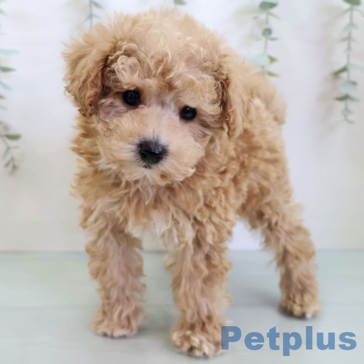 福岡県のトイプードル(トイ) (ペットプラス ららぽーと福岡店/2025年12月4日生まれ/男の子/アプリコット)の子犬の2枚目の画像