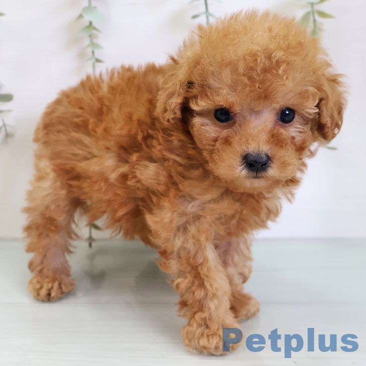 福岡県のトイプードル(トイ) (ペットプラス 八幡東店/2025年12月4日生まれ/男の子/アプリコット)の子犬の2枚目の画像