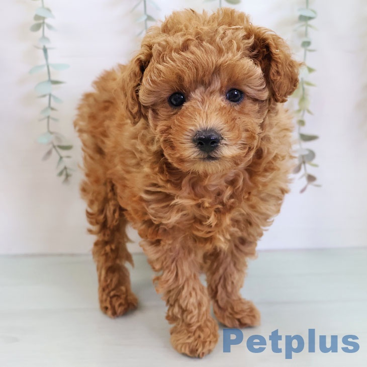 福岡県のトイプードル(トイ) (ペットプラス 福岡伊都店/2025年12月1日生まれ/女の子/レッド)の子犬の2枚目の画像