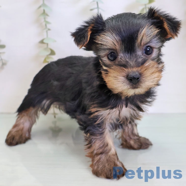 ヨークシャー・テリア