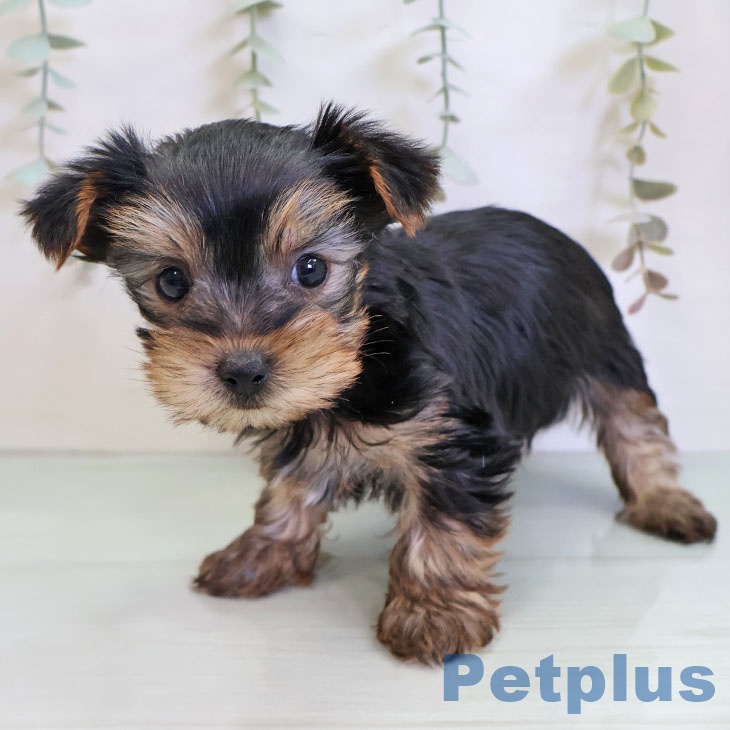 福岡県のヨークシャーテリア (ペットプラス MARK IS 福岡ももち店/2025年12月3日生まれ/男の子/スチールブルータン)の子犬の2枚目の画像