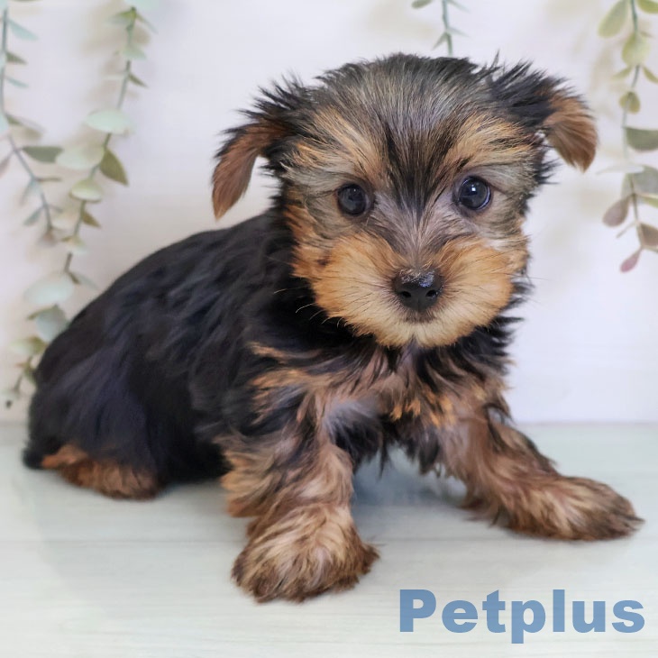 ヨークシャー・テリア