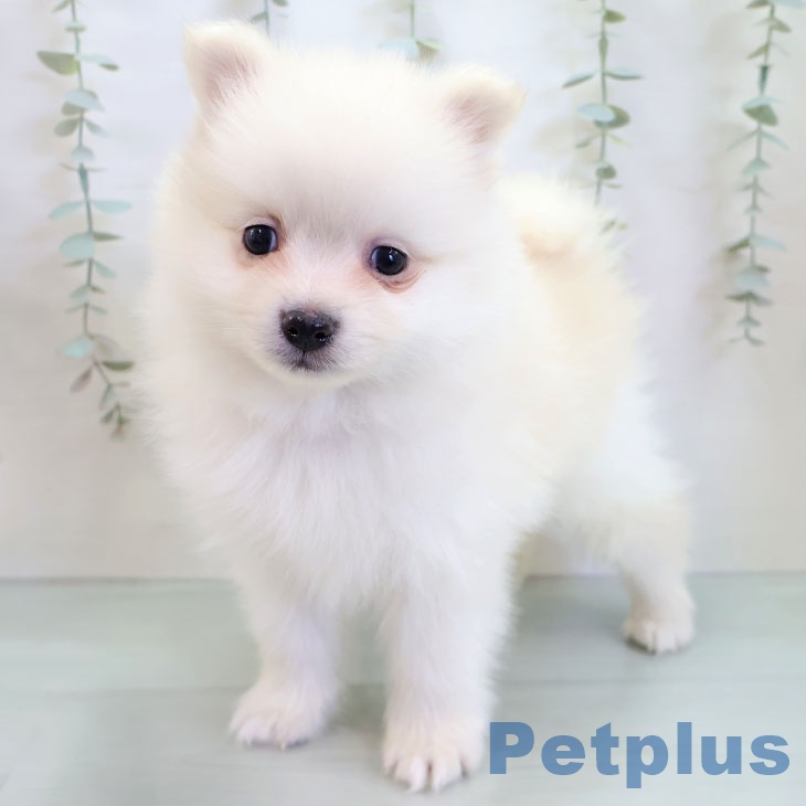 長崎県のポメラニアン (ペットプラス 長崎店/2025年12月3日生まれ/男の子/クリーム)の子犬の2枚目の画像