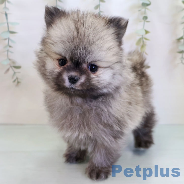 ポメラニアンの写真2