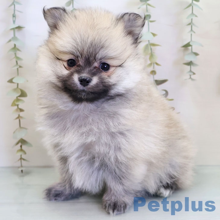 福岡県のポメラニアン (ペットプラス ららぽーと福岡店/2025年12月3日生まれ/女の子/オレンジセーブル)の子犬の2枚目の画像