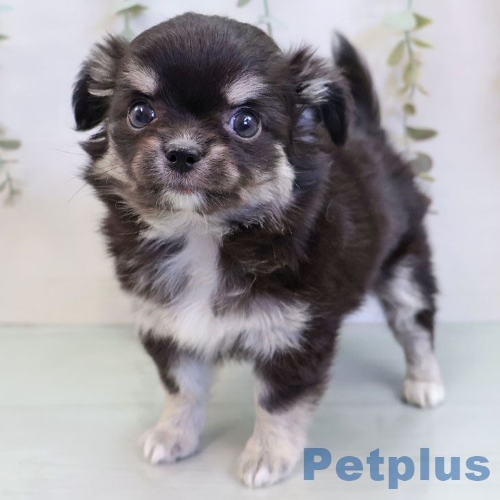 福岡県のチワワ(ロング) (ペットプラス ららぽーと福岡店/2025年12月3日生まれ/女の子/ブラックタンホワイト)の子犬の2枚目の画像