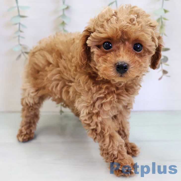 トイ・プードル