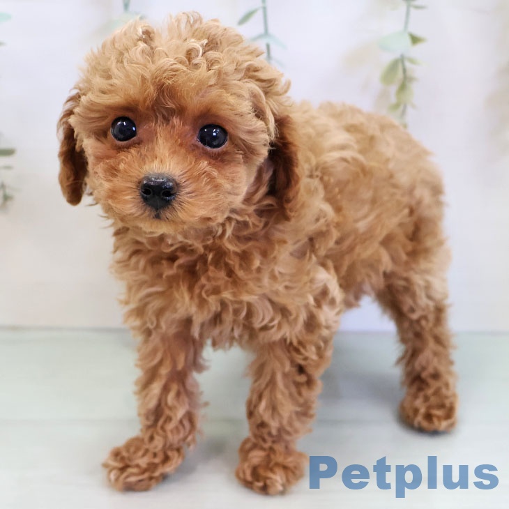 トイ・プードルの写真2