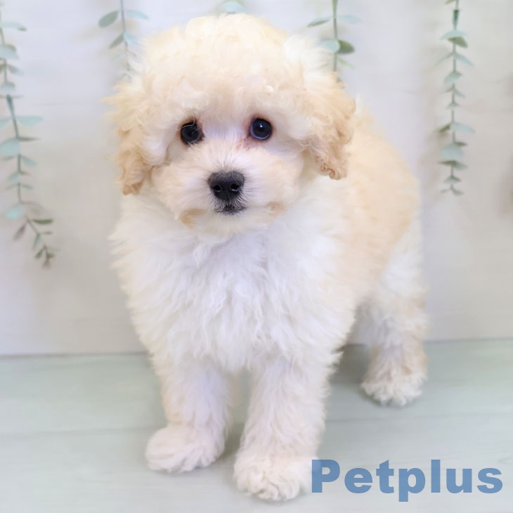 トイ・プードル