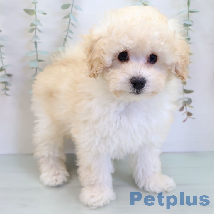 トイ・プードルの写真2