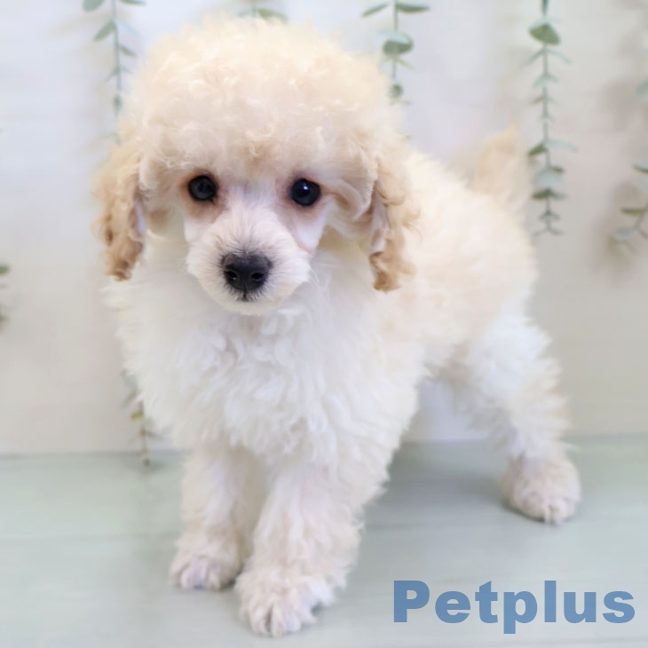 福岡県のトイプードル(トイ) (ペットプラス 八幡東店/2025年11月30日生まれ/女の子/ホワイト)の子犬の1枚目の画像
