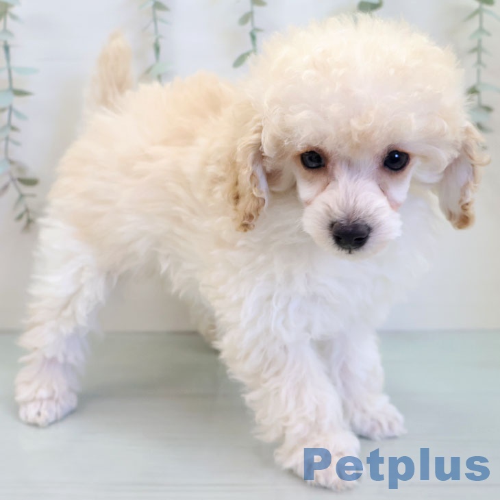 福岡県のトイプードル(トイ) (ペットプラス 八幡東店/2025年11月30日生まれ/女の子/ホワイト)の子犬の2枚目の画像