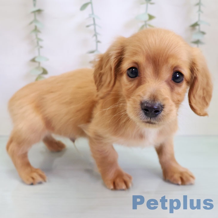 神奈川県のミニチュアダックスフンド(ロング) (ペットプラス 川崎ルフロン店/2025年12月4日生まれ/男の子/ゴールド)の子犬の1枚目の画像