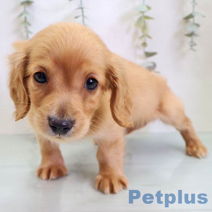 神奈川県のミニチュアダックスフンド(ロング) (ペットプラス 川崎ルフロン店/2025年12月4日生まれ/男の子/ゴールド)の子犬の2枚目の画像