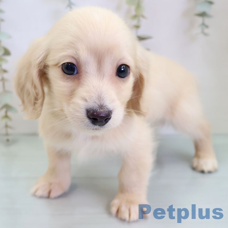 ミニチュア・ダックスフンドの写真2