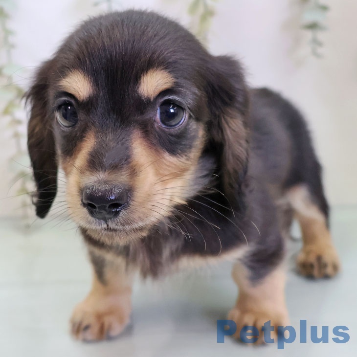 ミニチュア・ダックスフンド