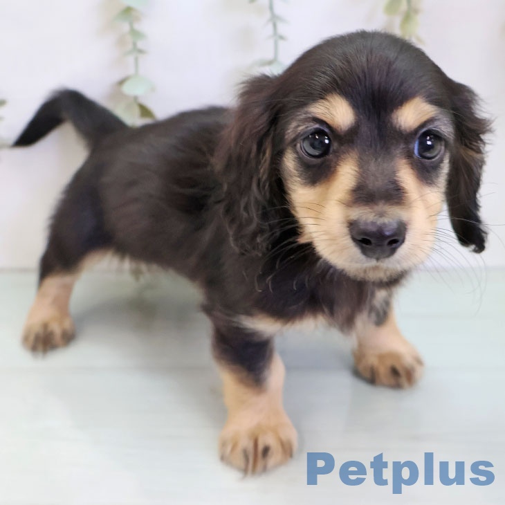 ミニチュア・ダックスフンドの写真2