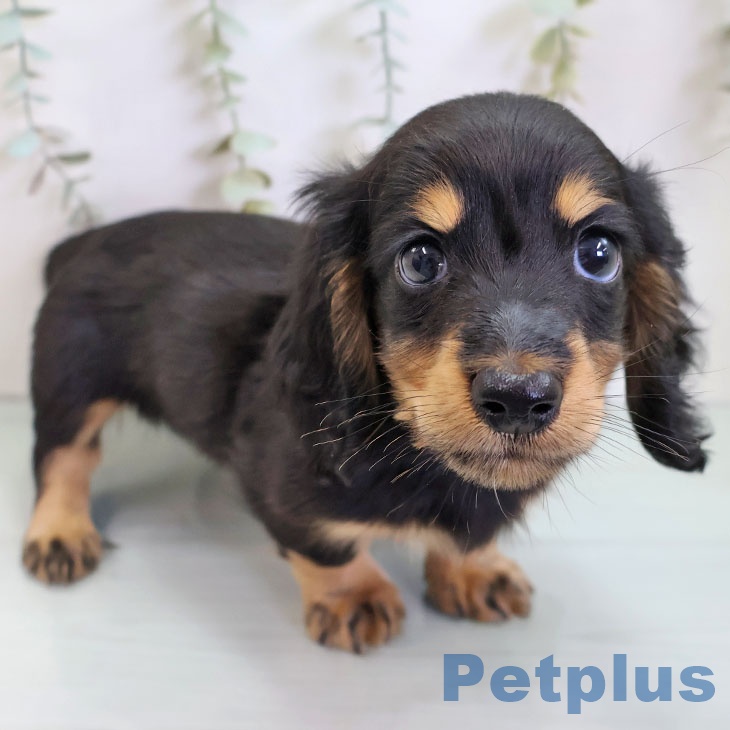 ミニチュア・ダックスフンド