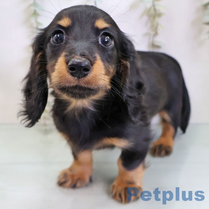 ミニチュア・ダックスフンドの写真1