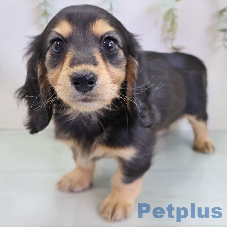 ミニチュア・ダックスフンドの写真1